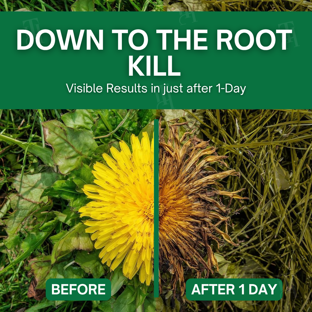 AEXZR® 3 in 1 Max Power Herbicide🌿 Your Garden’s Silent Guardian
